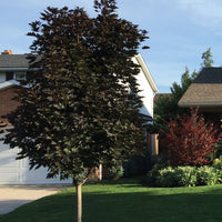 ACER PLATANOIDES - CRIMSON SENTRY