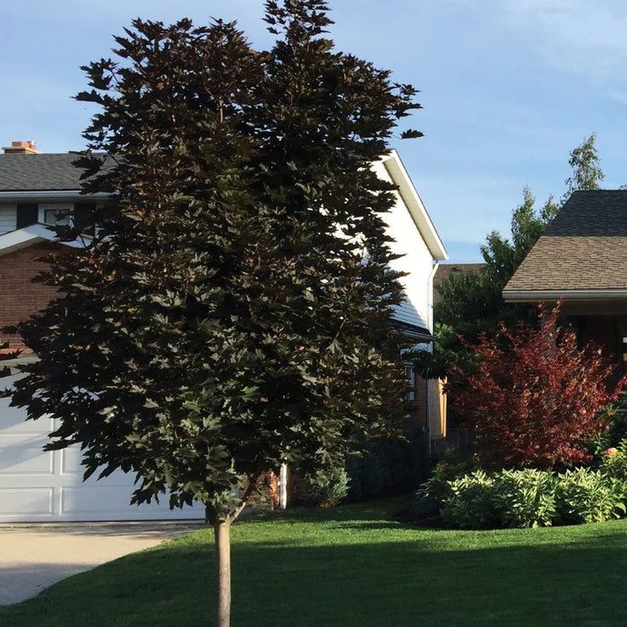ACER PLATANOIDES - CRIMSON SENTRY