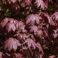 ACER PLATANOIDES - CRIMSON SENTRY