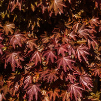 ACER PLATANOIDES - CRIMSON SENTRY