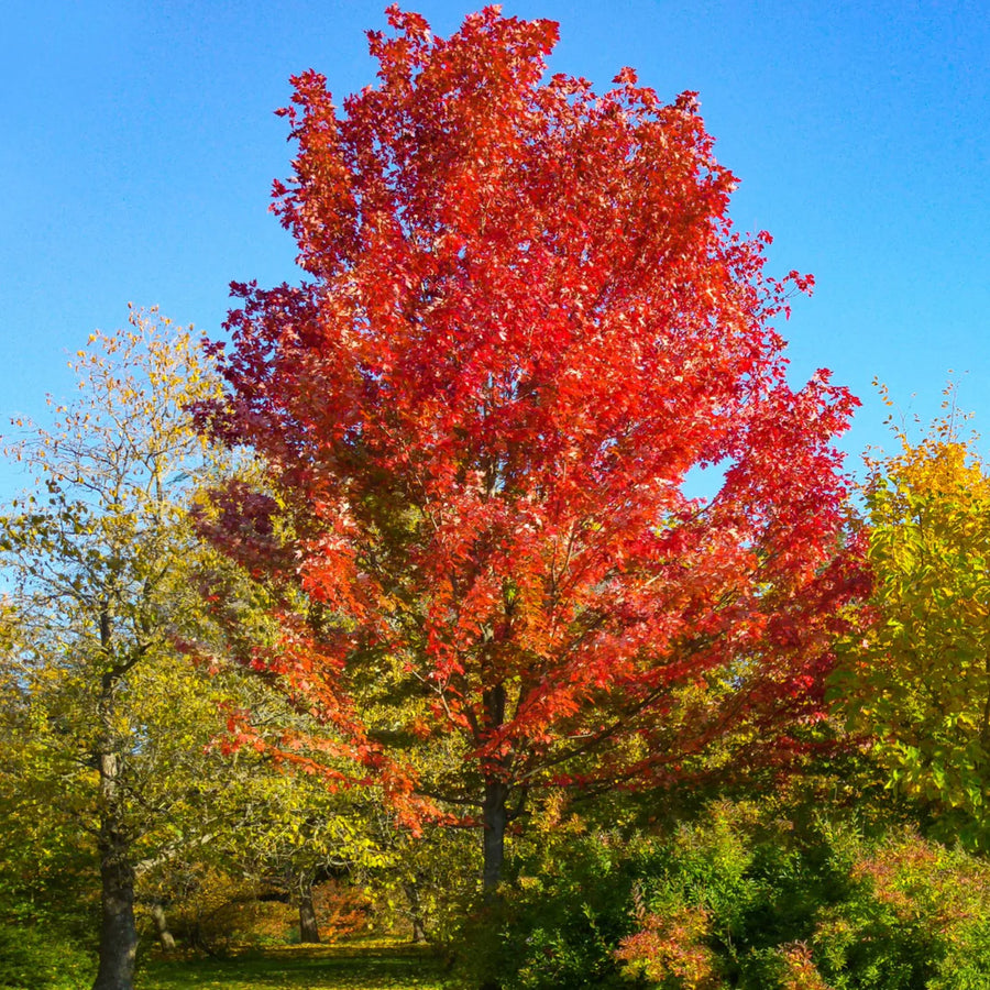 ACER X FREEMANI - AUTUMN BLAZE