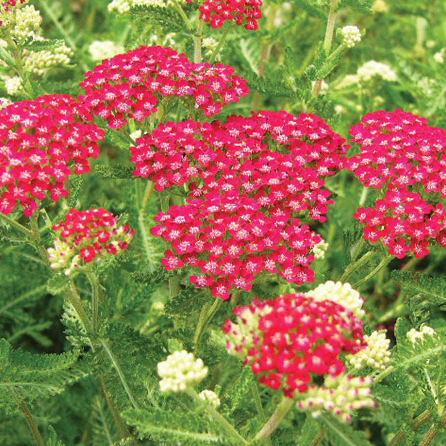 ACHILLEA MILLEFOLIUM - CERISE QUEEN