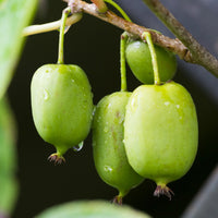 ACTINIDIA ARGUTA - ISSAI (BIOLOGIQUE)