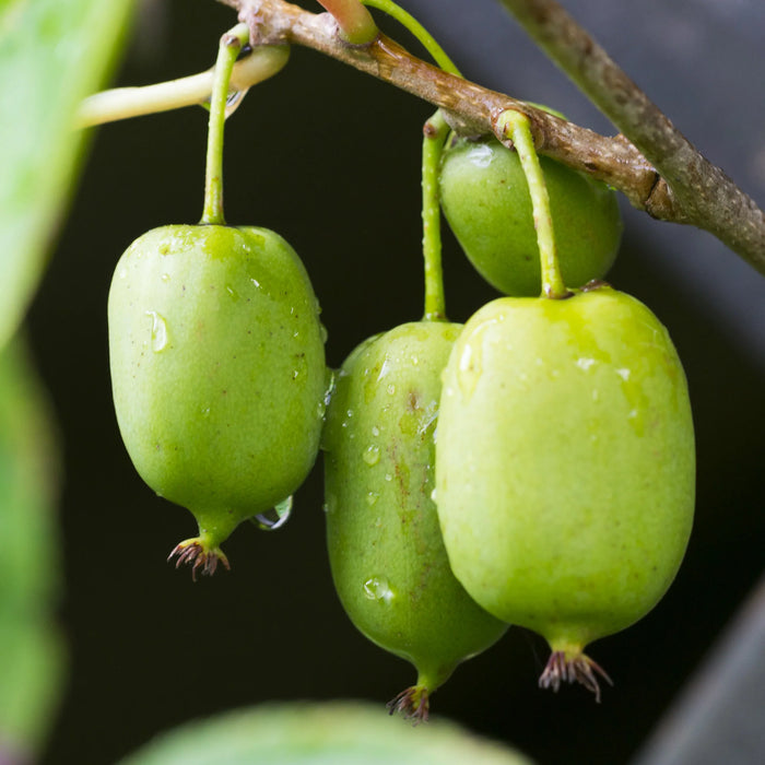 ACTINIDIA ARGUTA - ISSAI (BIOLOGIQUE)