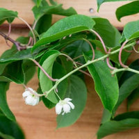 ACTINIDIA ARGUTA - ISSAI (BIOLOGIQUE)
