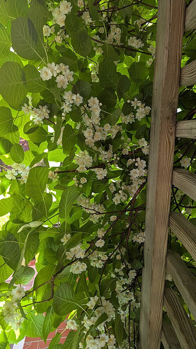 ACTINIDIA KOLOMIKTA - SEPTEMBER SUN (FEMELLE)