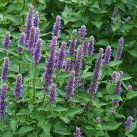 AGASTACHE FOENICULUM