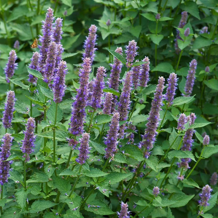 AGASTACHE FOENICULUM