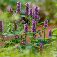 AGASTACHE FOENICULUM