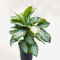 AGLAONEMA - SILVER BAY