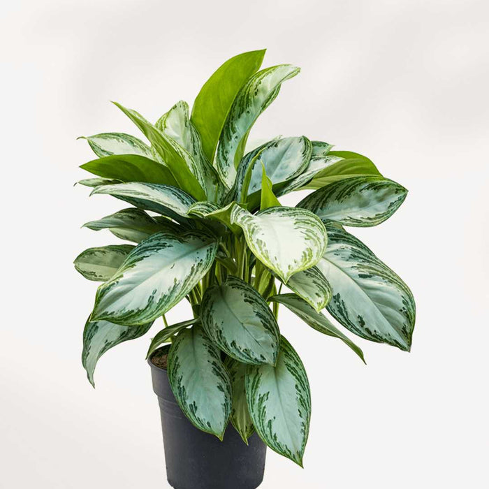 AGLAONEMA - SILVER BAY