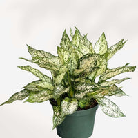 ACANTHOCEREUS TETRAGONUS