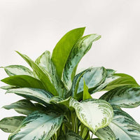 AGLAONEMA - SILVER BAY