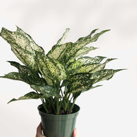 ACANTHOCEREUS TETRAGONUS