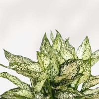 ACANTHOCEREUS TETRAGONUS