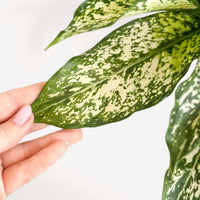 ACANTHOCEREUS TETRAGONUS