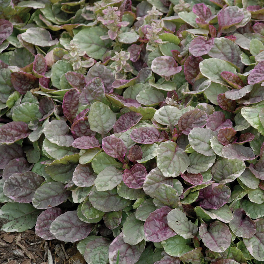 AJUGA REPTANS - BURGUNDY GLOW