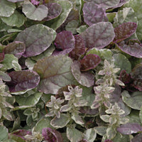 AJUGA REPTANS - BURGUNDY GLOW