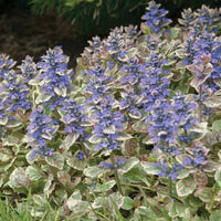AJUGA REPTANS - BURGUNDY GLOW