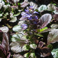 AJUGA REPTANS - MAHOGANY