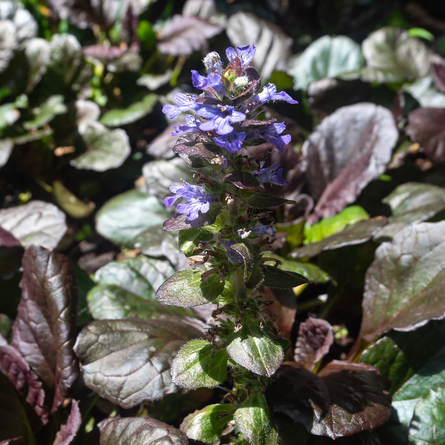 AJUGA REPTANS - MAHOGANY