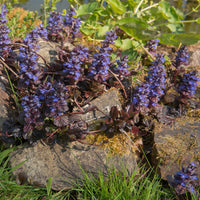 AJUGA REPTANS - MAHOGANY