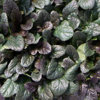AJUGA REPTANS - MAHOGANY