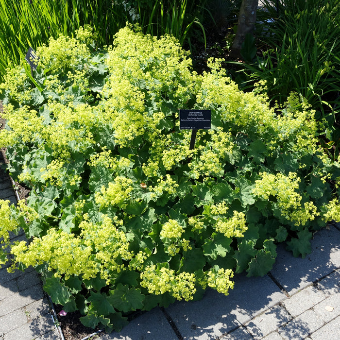 ALCHEMILLA MOLLIS