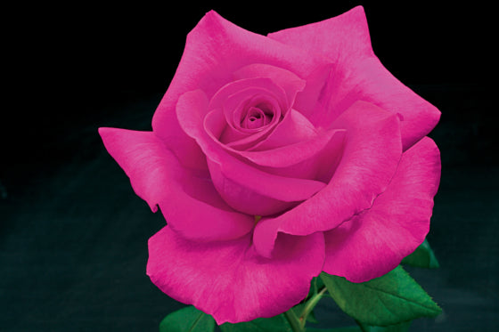 ROSA - ALL MY LOVING