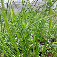 ALLIUM SCHOENOPRASUM (CIBOULETTE)