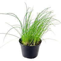 ALLIUM SCHOENOPRASUM (CIBOULETTE)