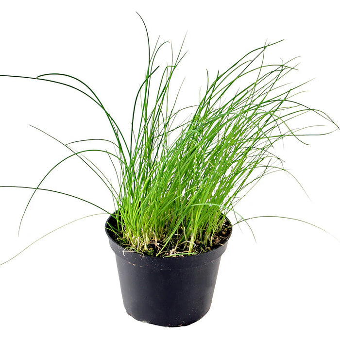 ALLIUM SCHOENOPRASUM (CIBOULETTE)