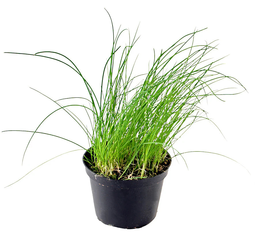 ALLIUM SCHOENOPRASUM (CIBOULETTE)