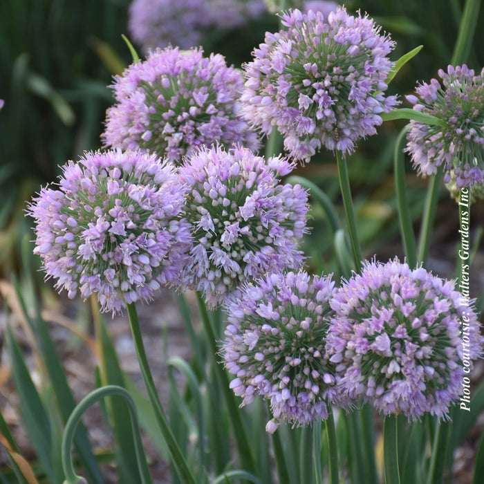 ALLIUM - BUBBLE BATH