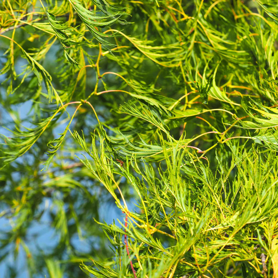 ALNUS GLUTINOSA - IMPERIALIS