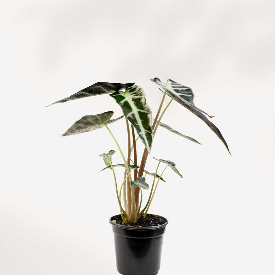 ALOCASIA - BAMBINO