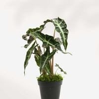 Alocasia Polly - Alocasia Amazonica