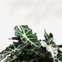 Alocasia Polly - Alocasia Amazonica