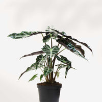 Alocasia Polly - Alocasia Amazonica