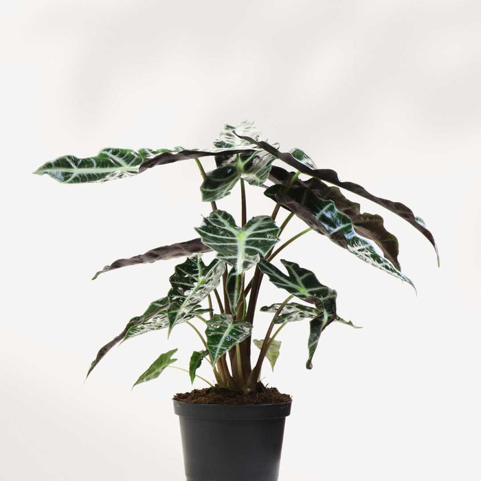 Alocasia Polly - Alocasia Amazonica