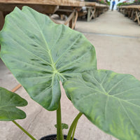 ALOCASIA - CALIDORA