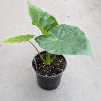 ALOCASIA - CALIDORA