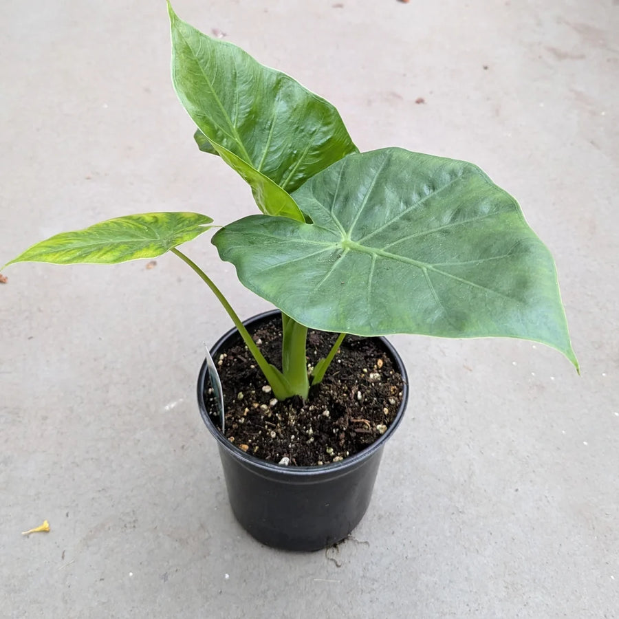 ALOCASIA - CALIDORA