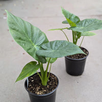 ALOCASIA - CALIDORA