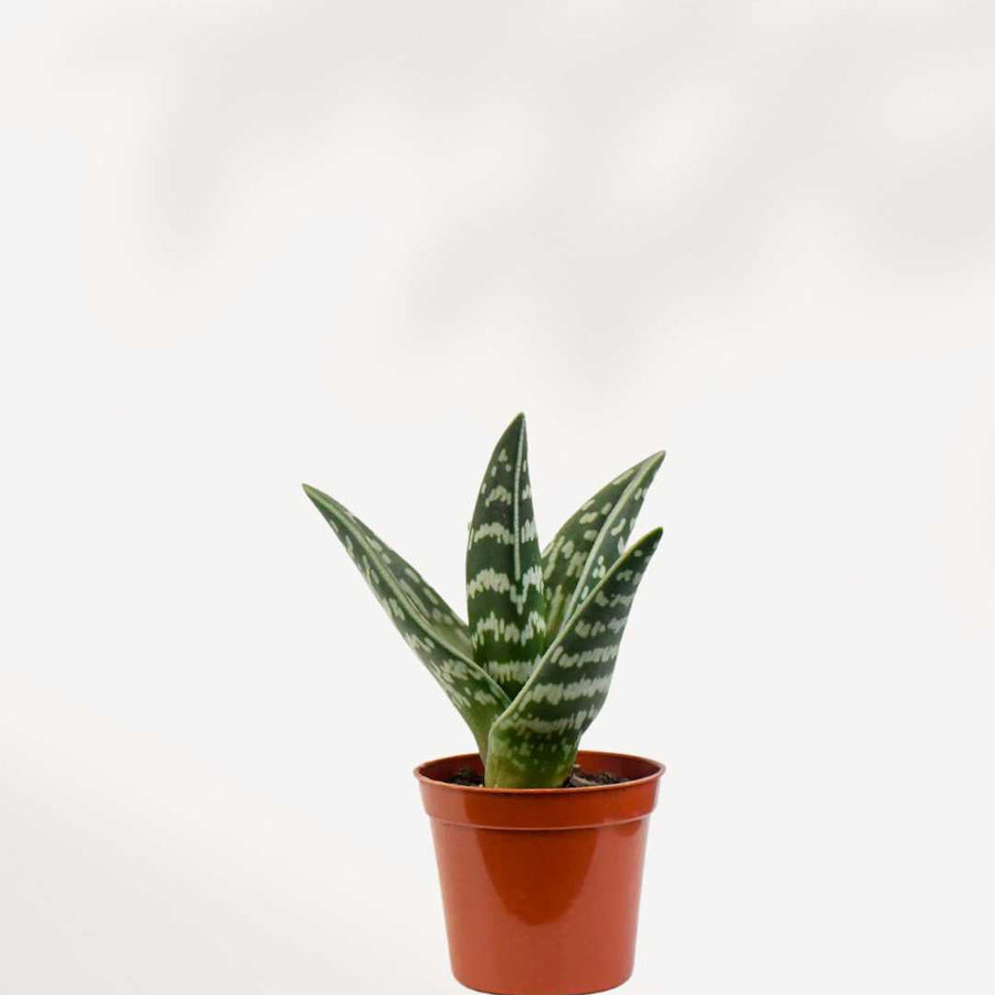 ALOE VARIEGATA