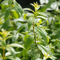 ALOYSIA CITRODORA (VERVEINE CITRONNELLE)