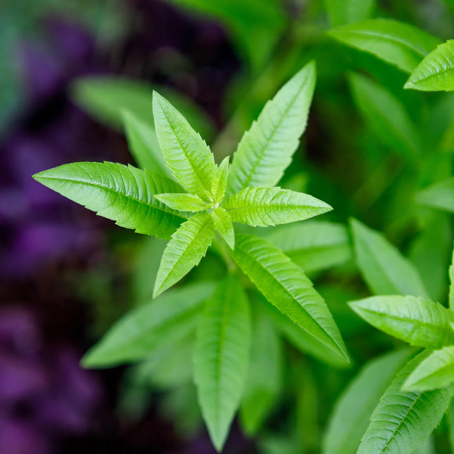 ALOYSIA CITRODORA (VERVEINE CITRONNELLE)