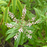 ALOYSIA CITRODORA (VERVEINE CITRONNELLE)