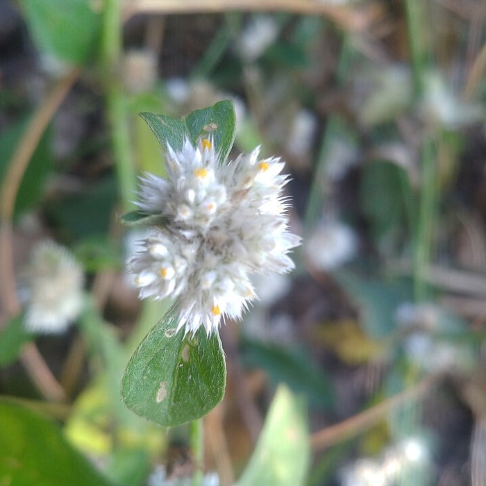 ALTERNANTHERA FICOIDEA