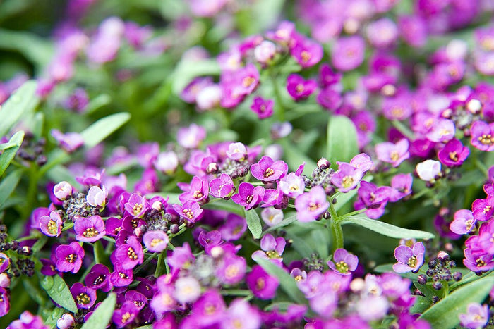 BLUE ALYSSUM